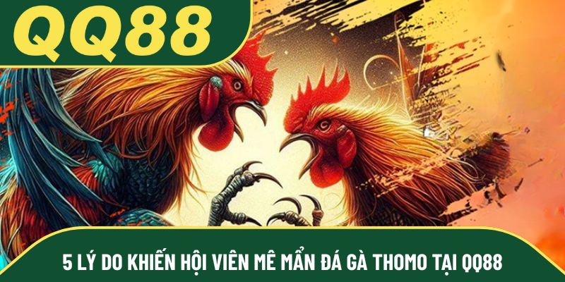 5 lý do khiến hội viên mê mẩn đá gà Thomo tại QQ88