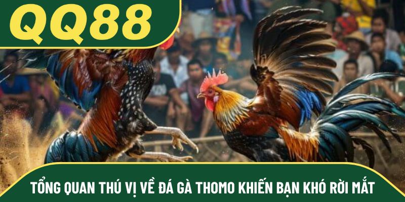 Tổng quan thú vị về đá gà Thomo khiến bạn khó rời mắt